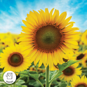 Sunflowers in the field on a sunny day. Logo on bottom left corner saying "SHOPPING" with a shopping bag.